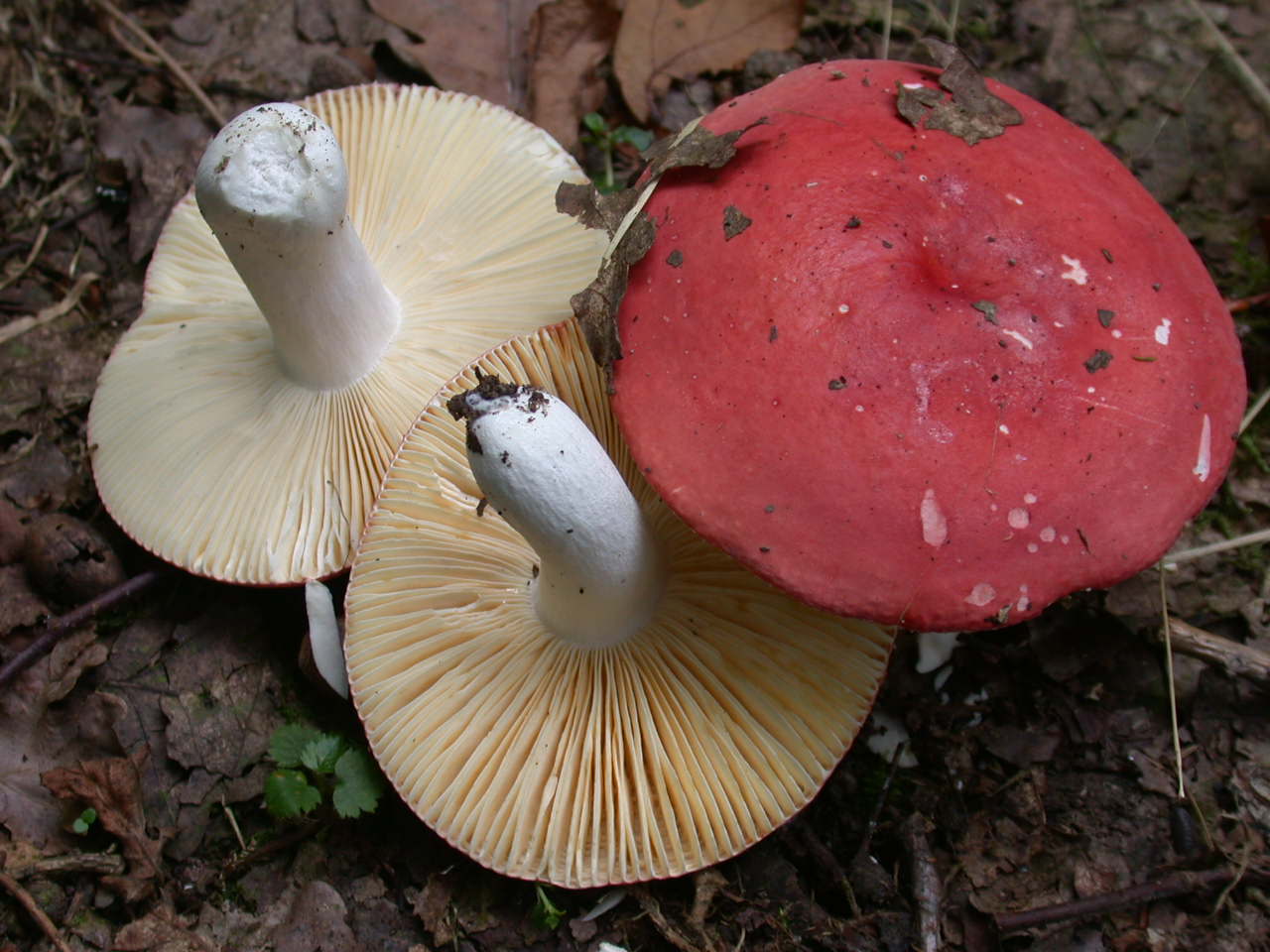 Russula pseudointegra ....